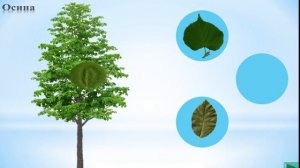 Интерактивная игра "Узнай лист с дерева"