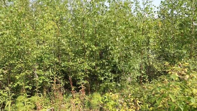 Forest Territory | Лесная Территория "Молодняки XXI века" смотреть онлайн