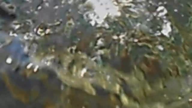 фауна Красного моря смотреть онлайн