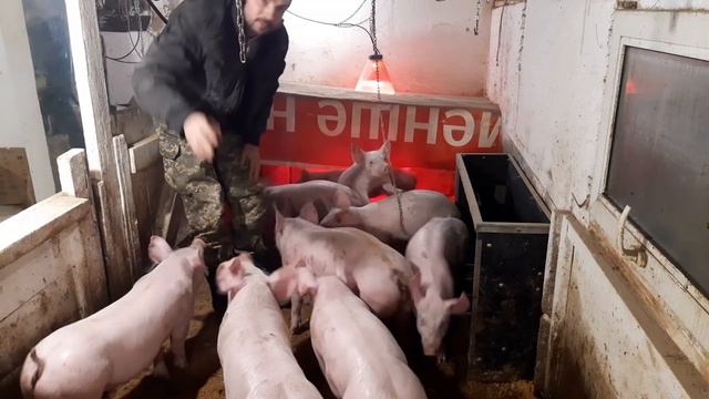 //Сарай в сарае,обзор поросят в Китайском квартале,кого куда,кто есть кто,как зимуют стена 5.5см// смотреть онлайн