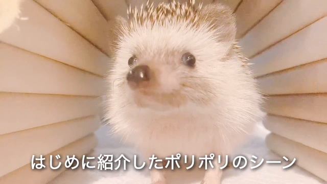 【かわいいハリネズミ】見たらカイカイに心を奪われます Hedgehog Kaikai is too cute смотреть онлайн