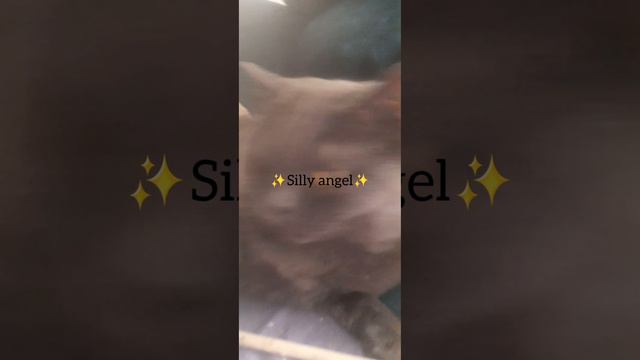 my cat are SILLY angel🤣🤣🤣 смотреть онлайн