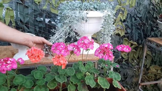 Клумба цветущая все лето своими руками СУПЕР ЦВЕТЫ нпрерывного цветения смотреть онлайн