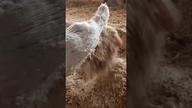 Утепление чердачного потолка. Сухая глина и апилки