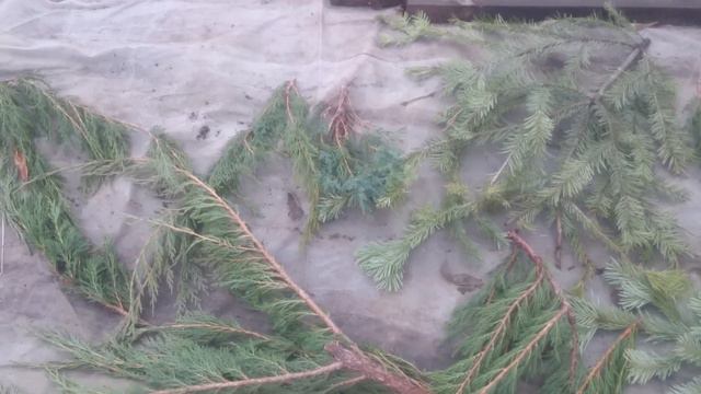 Как укрываю землянику в Омске. 08.11.2019 смотреть онлайн