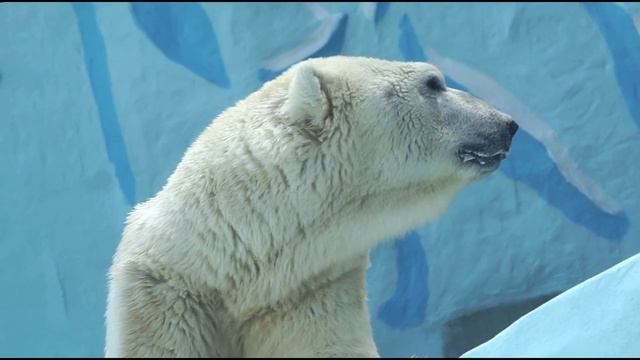 КАЙ и ГЕРДА/Белые медведи/Новосибирский зоопарк смотреть онлайн