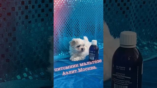 Мальтезе микро девочка смотреть онлайн