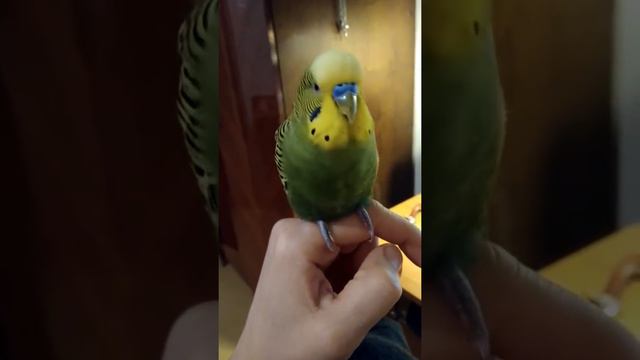 Попугай Арчик болтает смотреть онлайн