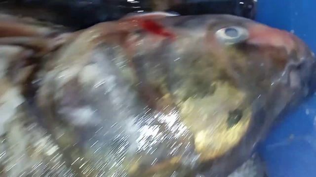 Ремонтная Фантазия