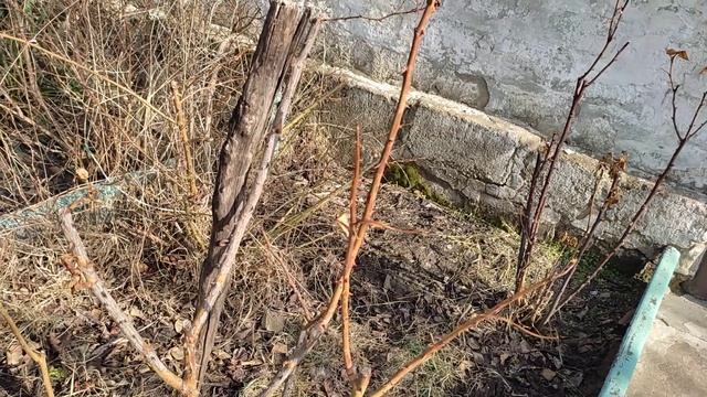 Скоро зацветут подснежники . смотреть онлайн