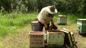 Пересадка  пчёл  из  пакетов