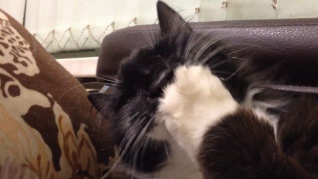 Кот вылизывается и милые глазки кота смотреть онлайн
