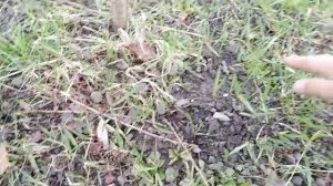 Переезд сада!!! Как пересадить вишню весной на новое место