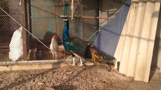 ПАВЛИНЫ/РАЗВЕДЕНИЕ ПАВЛИНОВ/СОДЕРЖАНИЕ ПАВЛИНОВ/peacocks, peacock breeding/ the contents of peacock смотреть онлайн