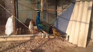 ПАВЛИНЫ/РАЗВЕДЕНИЕ ПАВЛИНОВ/СОДЕРЖАНИЕ ПАВЛИНОВ/peacocks, peacock breeding/ the contents of peacock