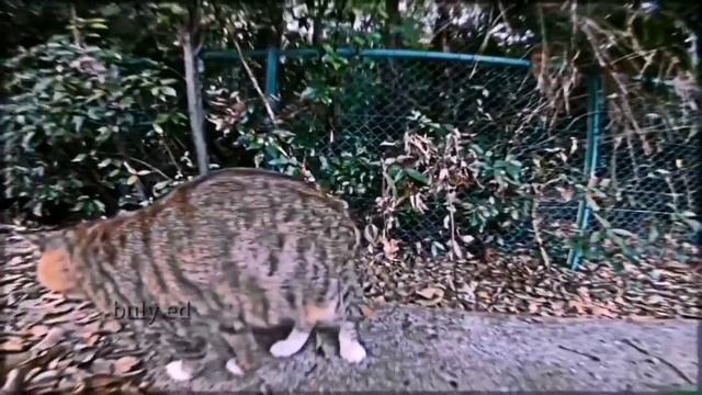 Поу поу поу поу поу поу