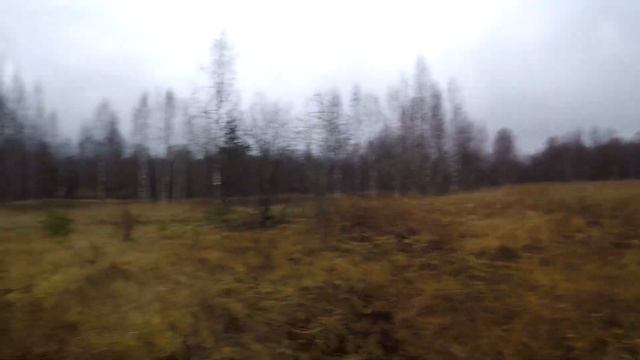 Огромный берёзовый кап! Поиск хутора у озера - ч1. смотреть онлайн