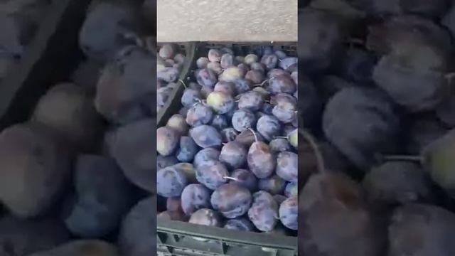 Слива Стенли оптом смотреть онлайн