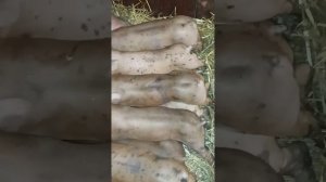 Поросята породы Кантор.