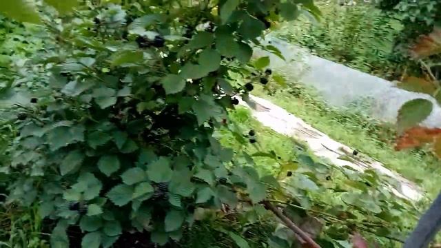 Ежевика 25 августа смотреть онлайн