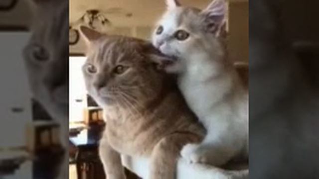 Нквмшжм12шх смотреть онлайн