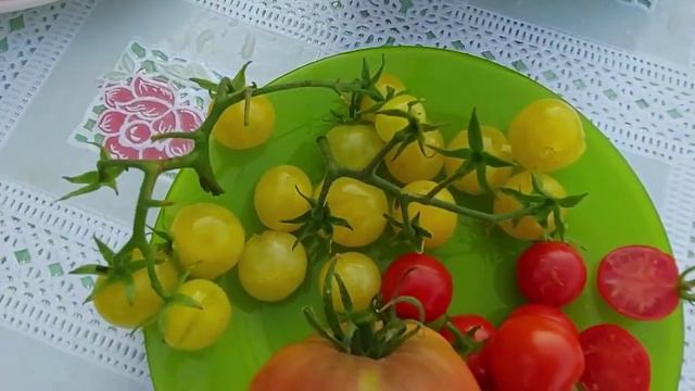 4. ОБЗОР ТОМАТОВ В РАЗРЕЗЕ и ДЕГУСТАЦИЯ. 28 августа 2022 года. смотреть онлайн