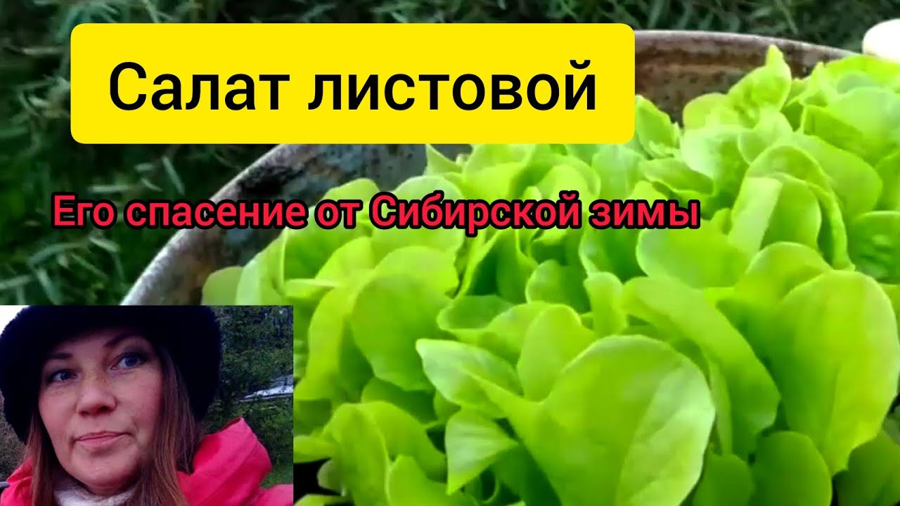 Зеленый листовой салат и его спасение от Сибирской зимы