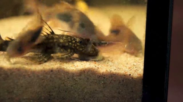 Feeding Time Bronze Corydoras (Corydoras Aeneus)