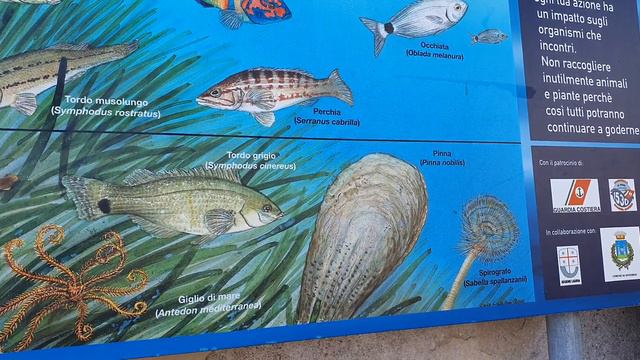 Что за рыба такая? Урок итальянского языка. Учим в прекрасном месте, на морском побережье Италии смотреть онлайн