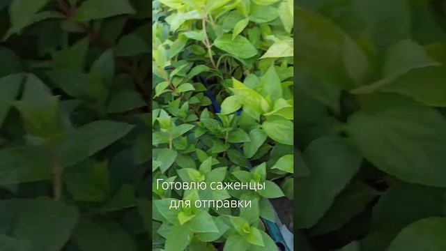 Саженцы метельчатой гортензии для отправки. #flower #plant #гортензия #garden смотреть онлайн