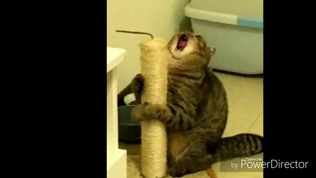 Как я стал рыжим котом!! смотреть онлайн