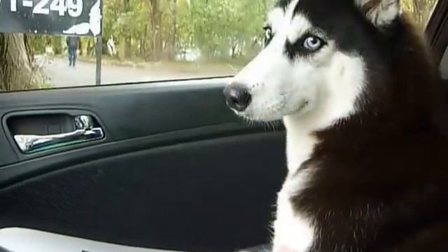 Хаски по имени Мая показывает свой характер, но собачье сердце «оттаивает» смотреть онлайн
