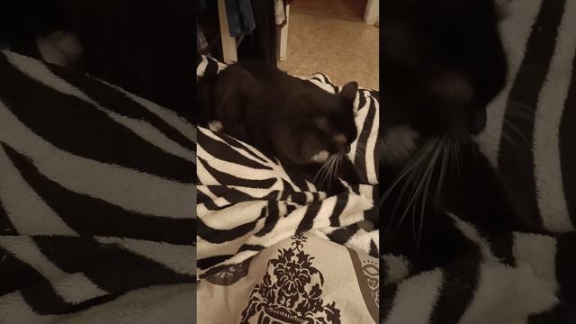 Спокойно, Ипполит!!!