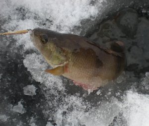 _Трехгранка_ зимняя,окуневая блесна..