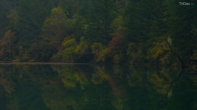 music tsigun relax music meditation music смотреть онлайн