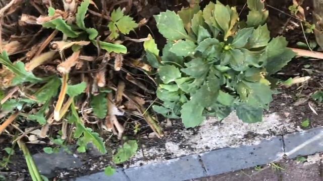 Video: Adding colour into late summer borders смотреть онлайн