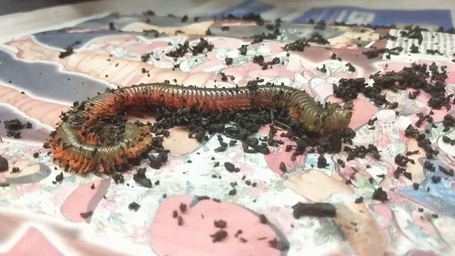 Slow Motion Ragworm смотреть онлайн