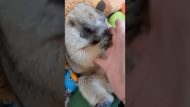 #marmot Tosh#cute animals#сурок Тошка#В чём сходство сурка Тошки и обезьяны? смотреть онлайн