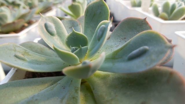 Echeveria Rain Drops 多肉植物小盆栽 雨滴 смотреть онлайн