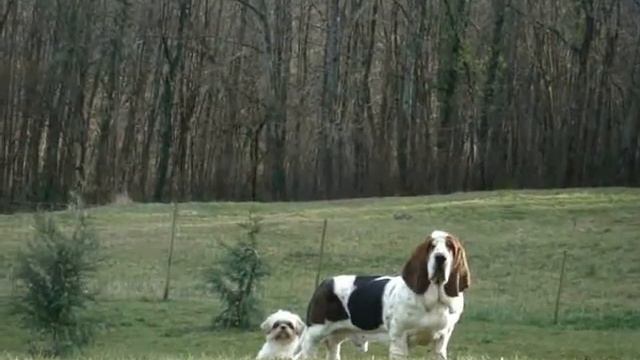 DomTom the basset hound One year !! смотреть онлайн