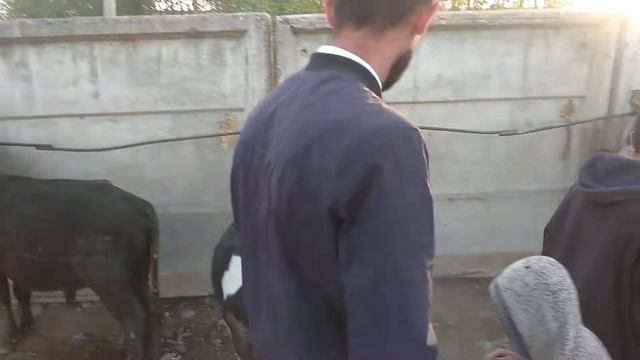 Samarqand Urgut, Mol Bozori