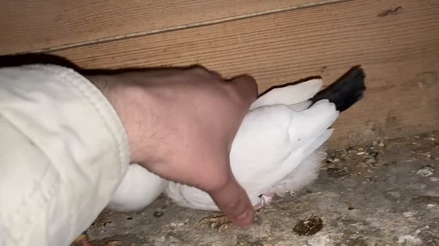 По Голубиному Хозяйству беглый осмотр Бакинские Голуби 2023 смотреть онлайн