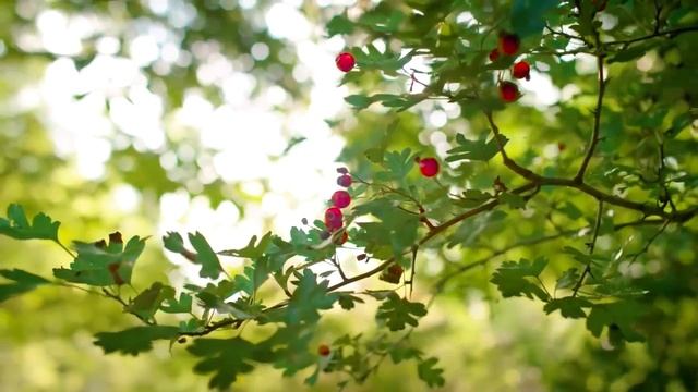 Peaceful Music, Relaxing Instrumental Music, Study Spa music Trees of Life by Ti 1ч смотреть онлайн