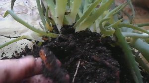 Залила алоэ