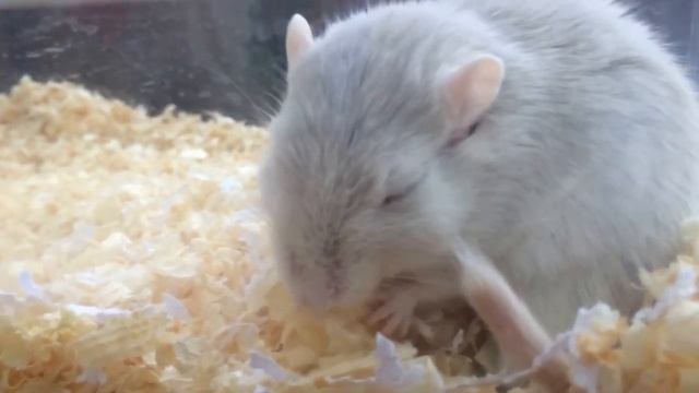 Песчанка ест банан- любимое лакомство) смотреть онлайн