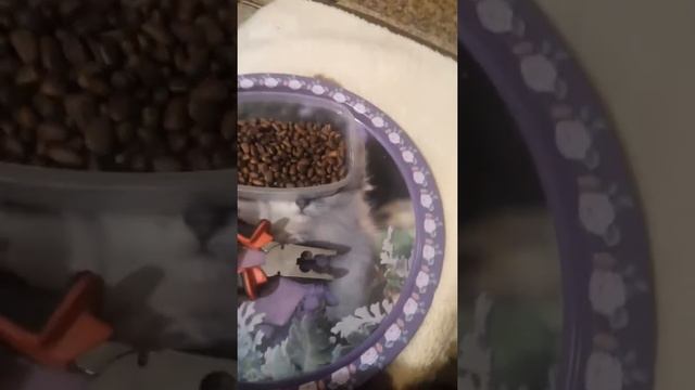 Как легко очистить кедровые орешки :-) смотреть онлайн