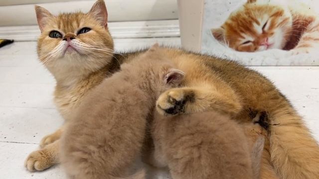 Adopted kittens attack mother's tail and then get to mom cat's milk смотреть онлайн
