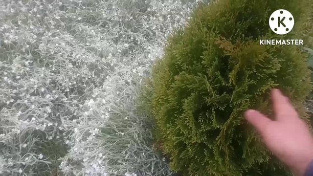 Обзор хвойных растений и молодых приростов. Часть 2. смотреть онлайн