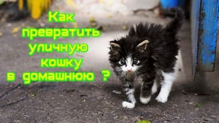 Как превратить уличную кошку в домашнюю