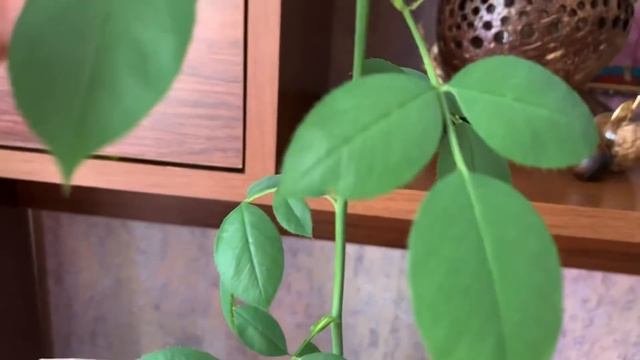 Стоит ли покупать розы в коробках? Результаты выращивания. смотреть онлайн